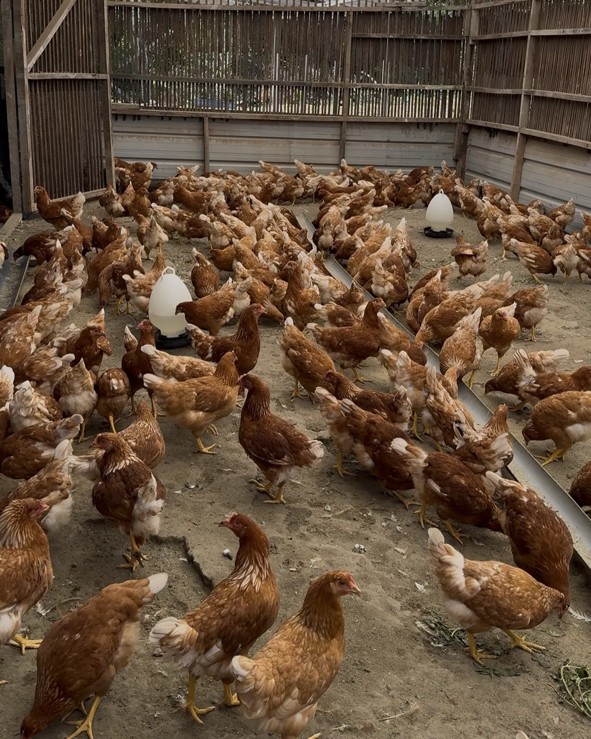 Brown hens walking loose on the floor of a Green Cresco coop