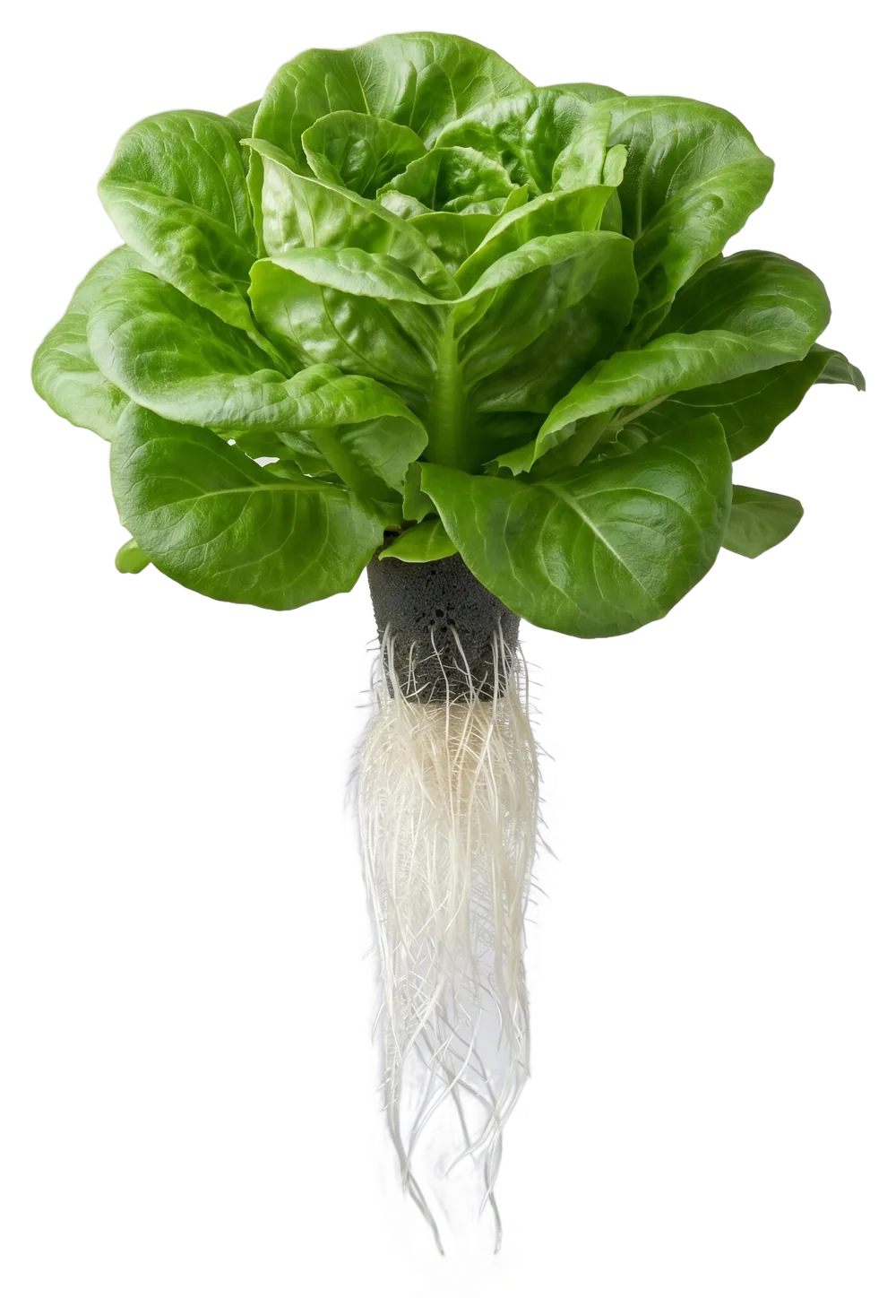 A whole live butterhead lettuce with its roots on
